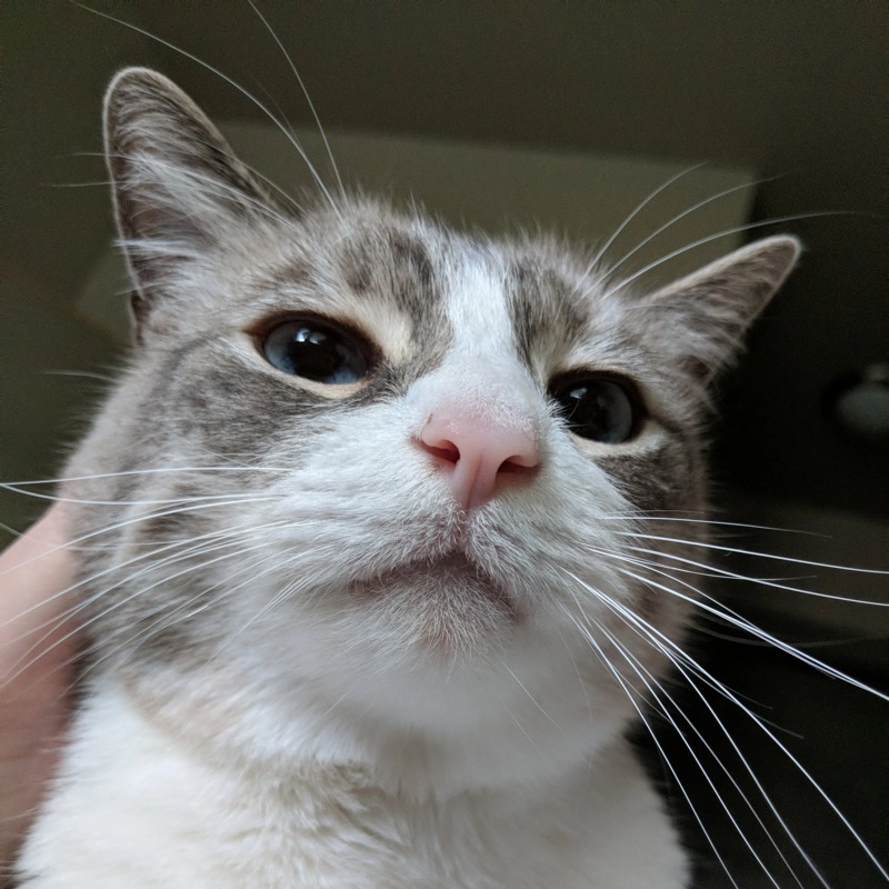 Queue B. Doober, a gray and white cat